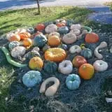Lester Farm & Market photo
