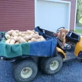 Lester Farm & Market photo
