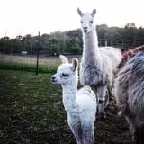 Glacier Rock Farms photo