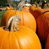 Puckerville Farms photo