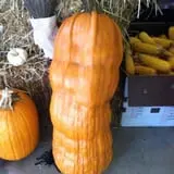 Puckerville Farms photo