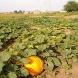 Puckerville Farms photo