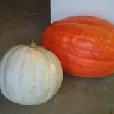 Puckerville Farms photo