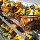 North Star Orchards photo