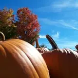North Star Orchards photo