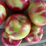 North Star Orchards photo
