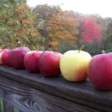 North Star Orchards photo