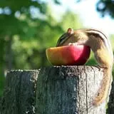 North Star Orchards photo