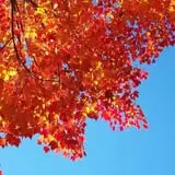 North Star Orchards photo