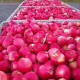North Star Orchards photo