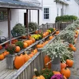 North Star Orchards photo