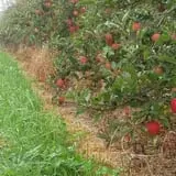 North Star Orchards photo