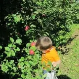 North Star Orchards photo
