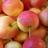 North Star Orchards photo