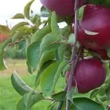 North Star Orchards photo