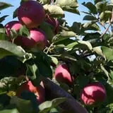 North Star Orchards photo