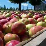 North Star Orchards photo