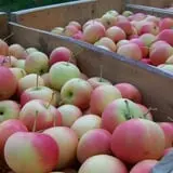 North Star Orchards photo