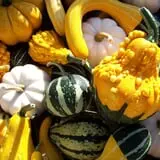 North Star Orchards photo