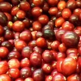North Star Orchards photo