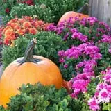 North Star Orchards photo