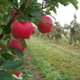North Star Orchards photo