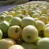 North Star Orchards photo