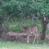 North Star Orchards photo