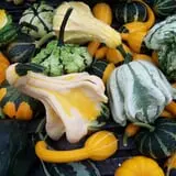 North Star Orchards photo