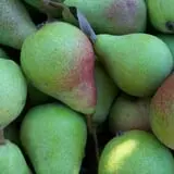 North Star Orchards photo