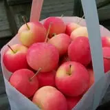 North Star Orchards photo