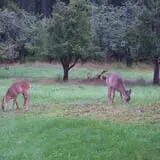 North Star Orchards photo