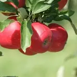 North Star Orchards photo