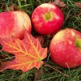 North Star Orchards photo