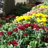 North Star Orchards photo