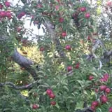 Cayford Orchards photo