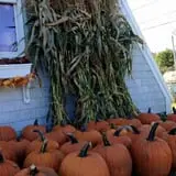 Cayford Orchards photo