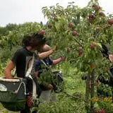 Cayford Orchards photo