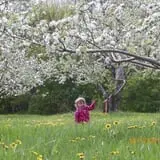 Cayford Orchards photo