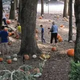 Scottsdale Farms Pumpkin Patch photo