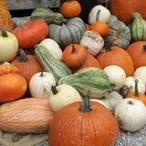 Scottsdale Farms Pumpkin Patch photo