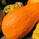 Scottsdale Farms Pumpkin Patch photo