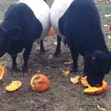 Scottsdale Farms Pumpkin Patch photo