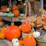 Scottsdale Farms Pumpkin Patch photo