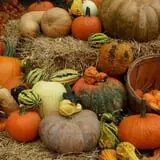 Scottsdale Farms Pumpkin Patch photo