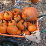Scottsdale Farms Pumpkin Patch photo