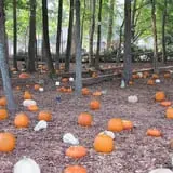 Scottsdale Farms Pumpkin Patch photo