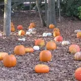 Scottsdale Farms Pumpkin Patch photo