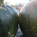 Salisbury Farm Corn Maze & Pumpkin Patch photo