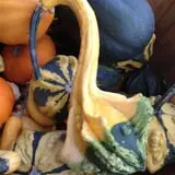 Salisbury Farm Corn Maze & Pumpkin Patch photo